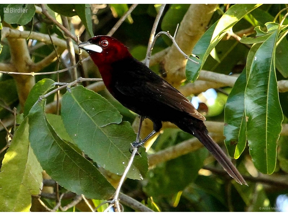 Ramphocelus carbo
