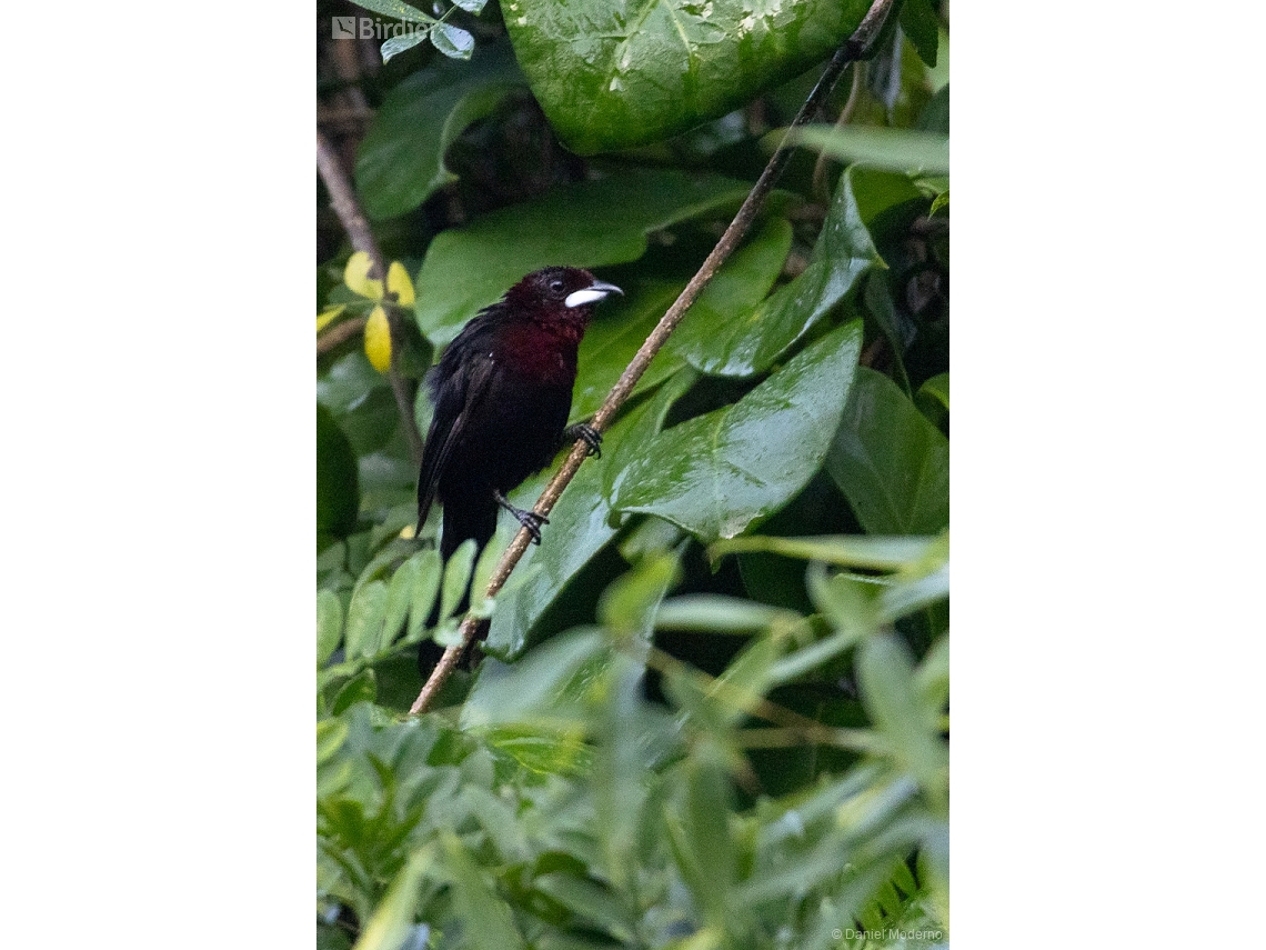 Ramphocelus carbo