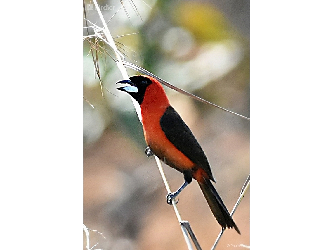 Ramphocelus nigrogularis