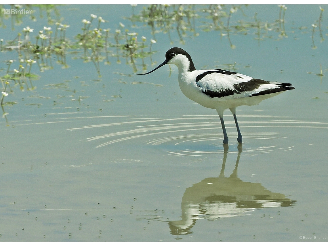 Recurvirostra avosetta