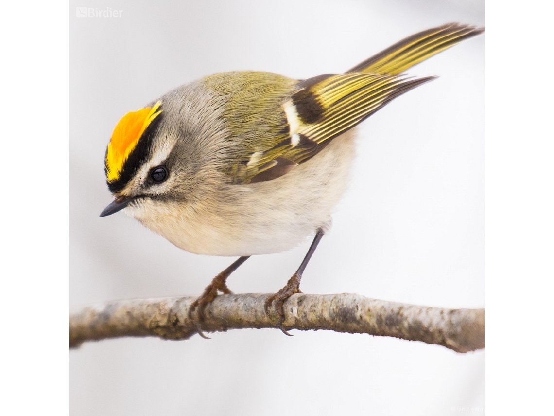 Regulus satrapa