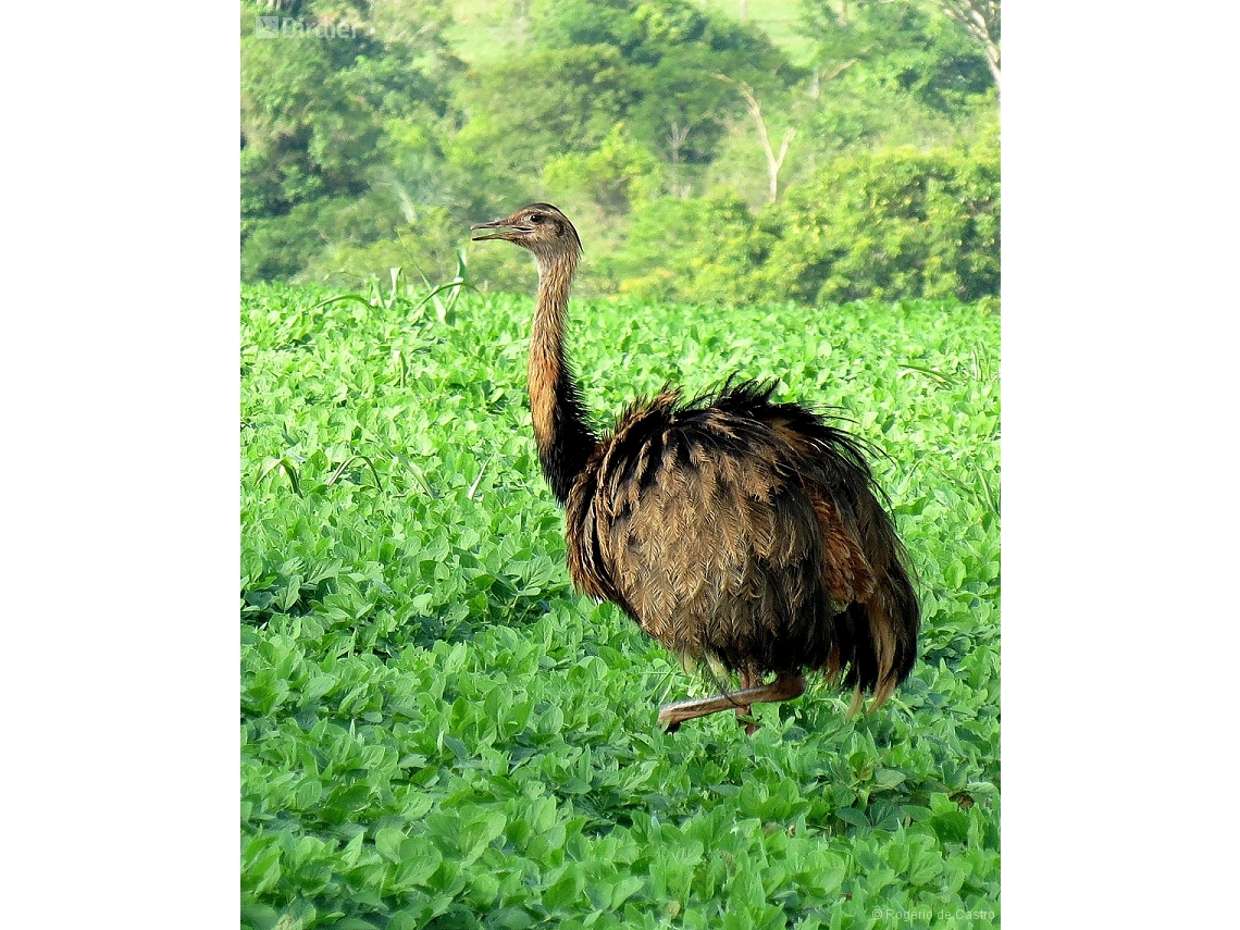 Rhea americana