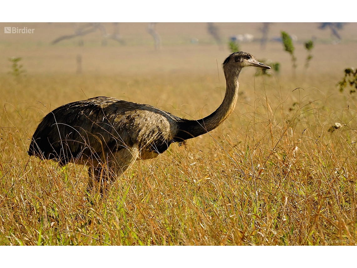 Rhea americana