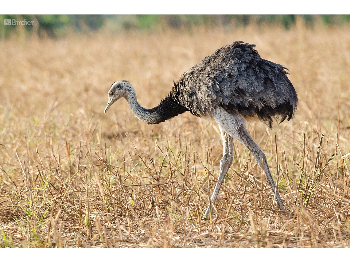 Rhea americana