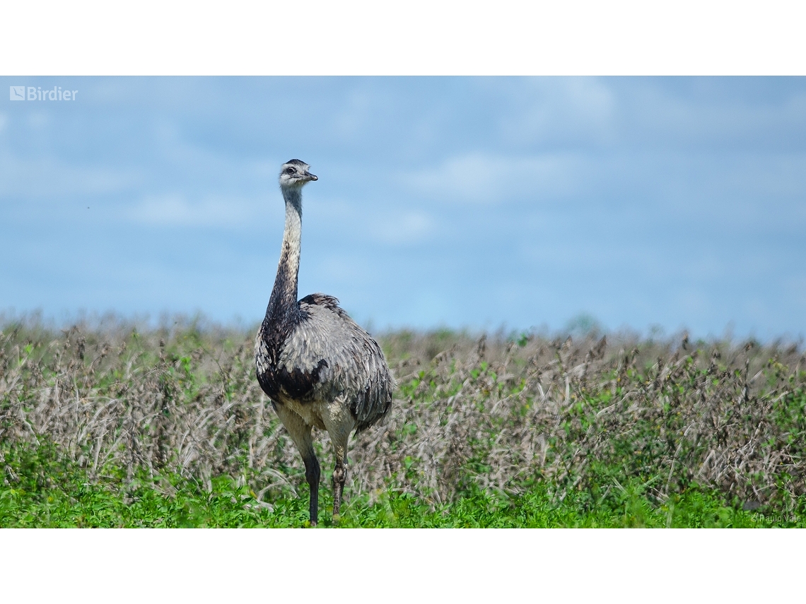Rhea americana