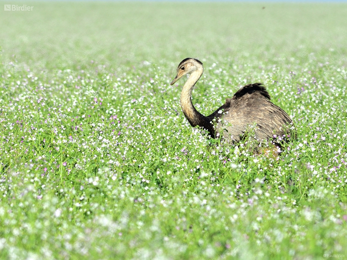 Rhea americana