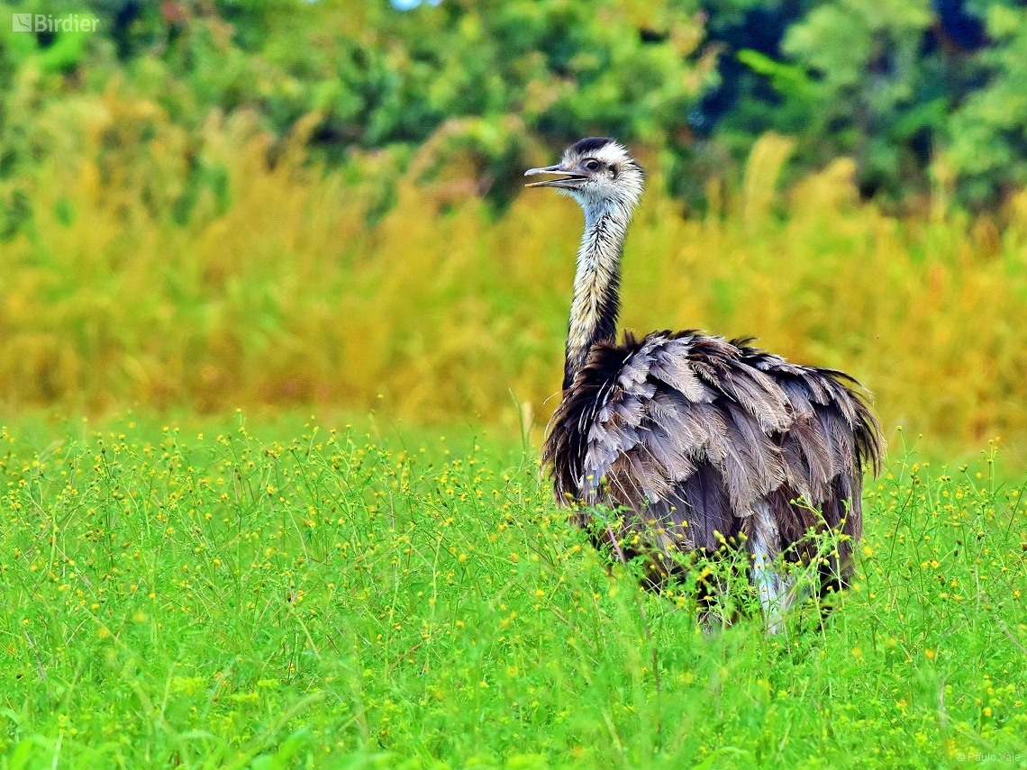 Rhea americana