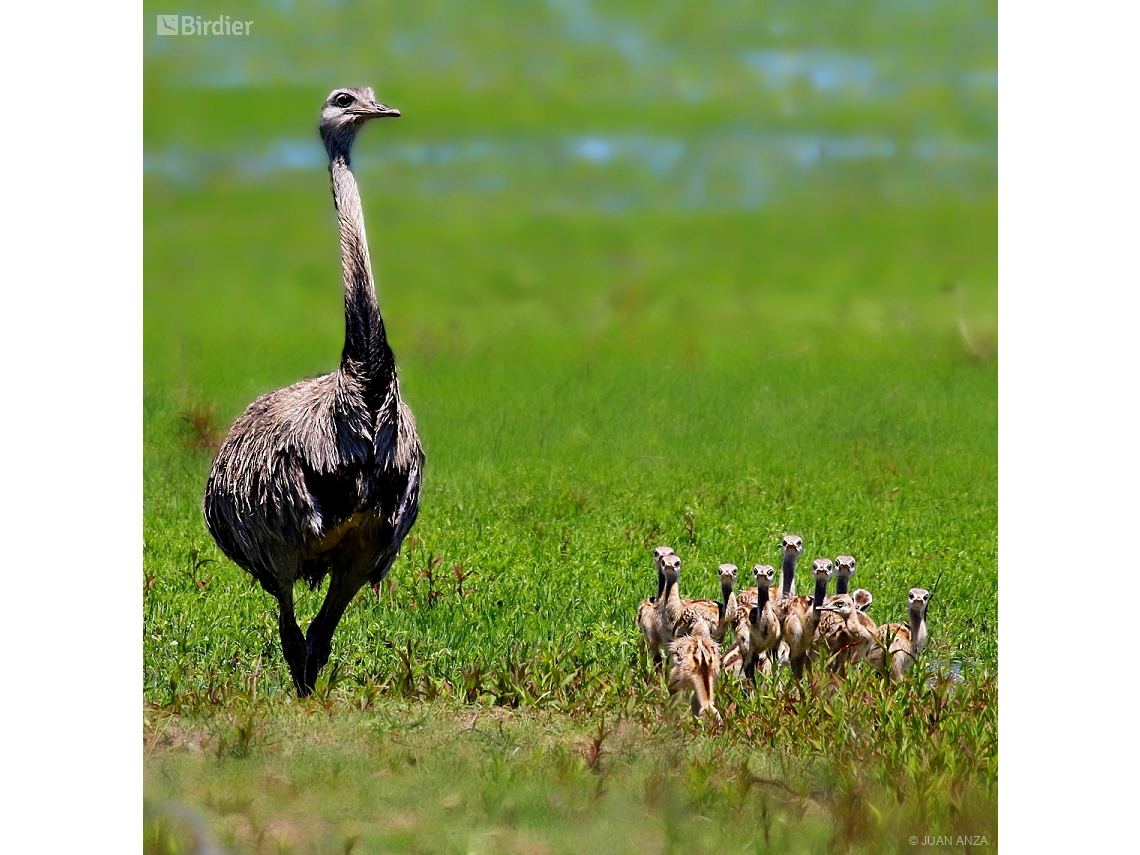 Rhea americana