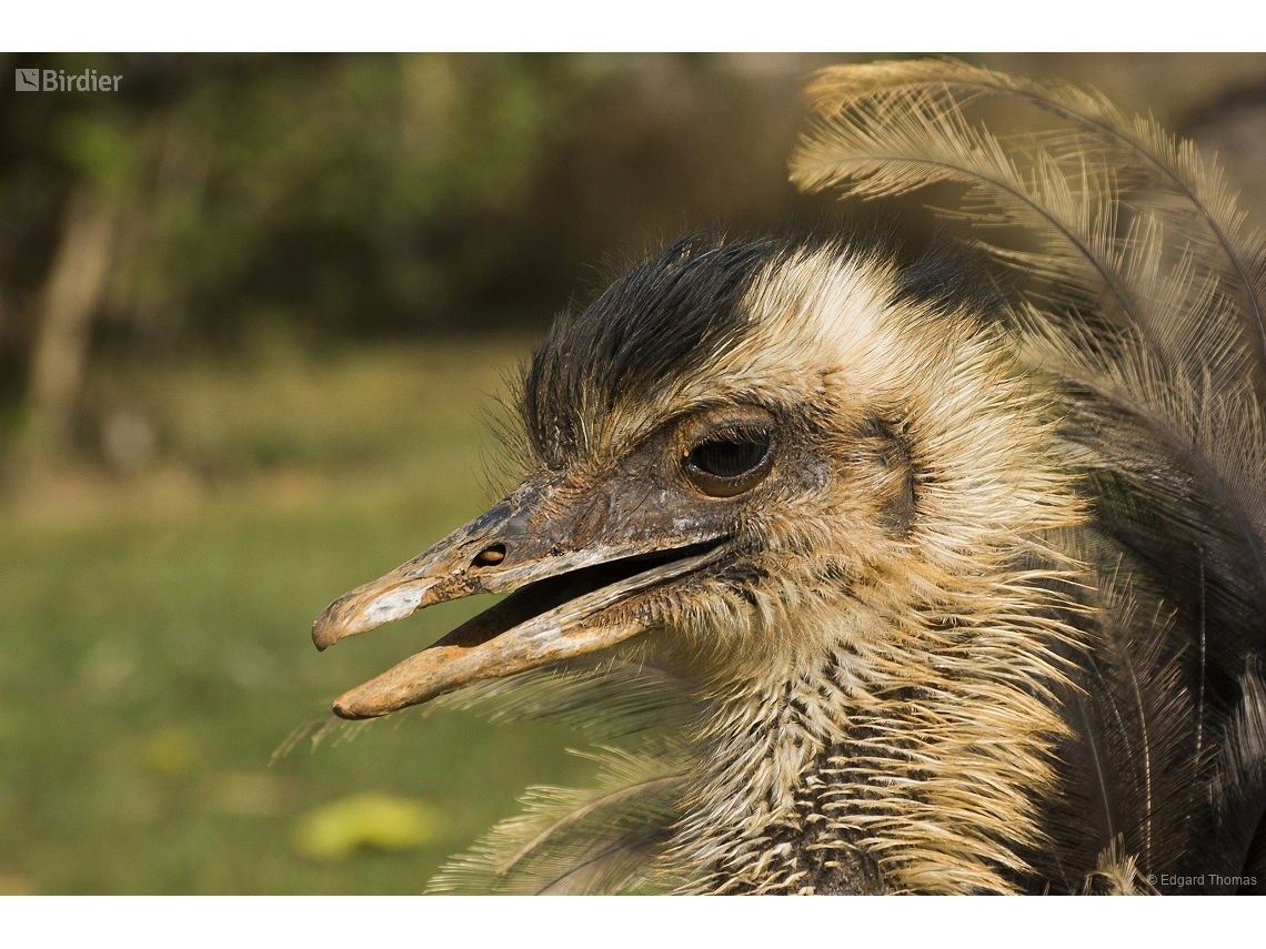 Rhea americana