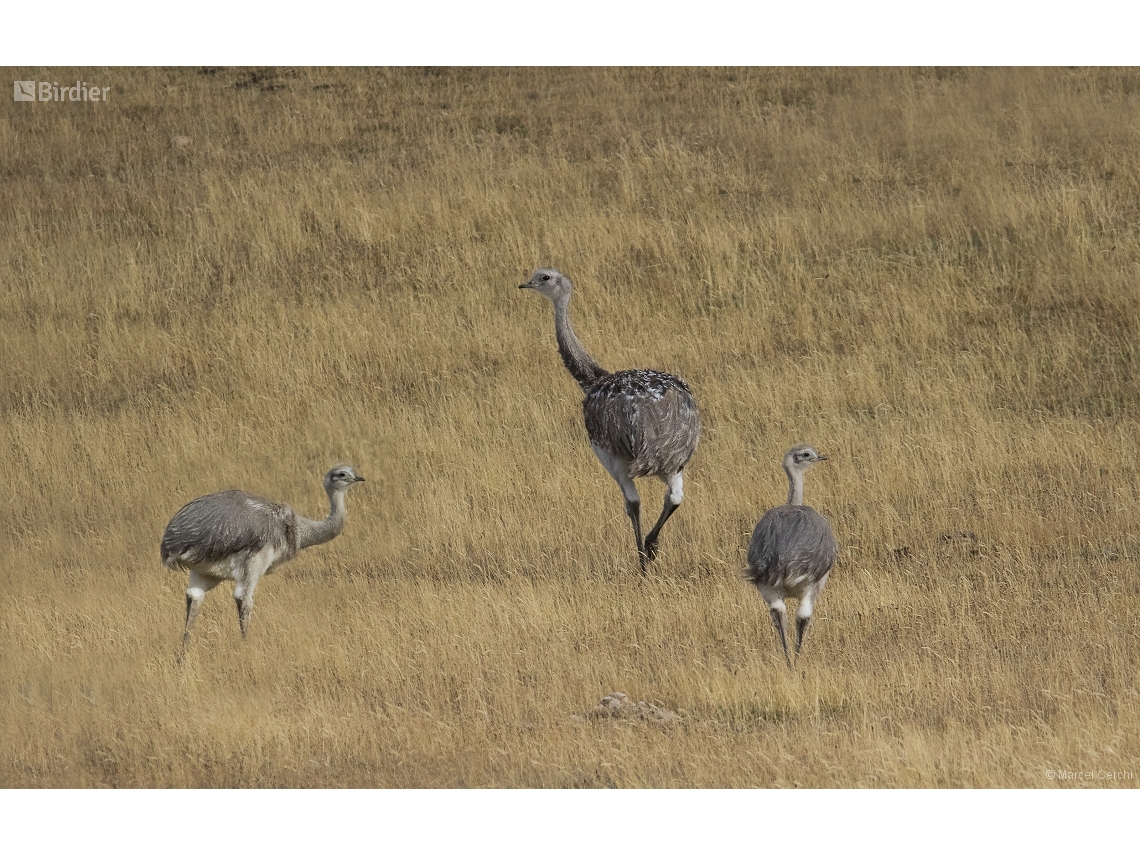Rhea pennata