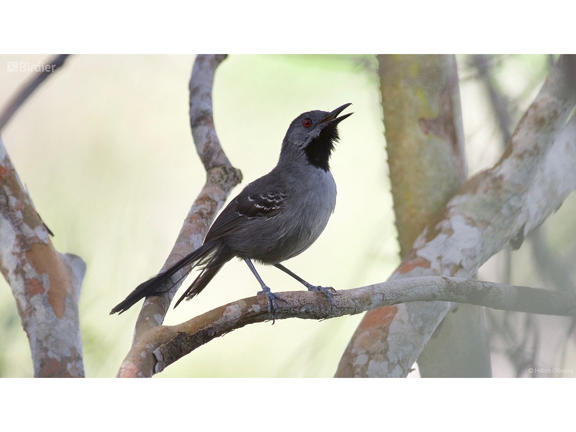 Rhopornis ardesiacus