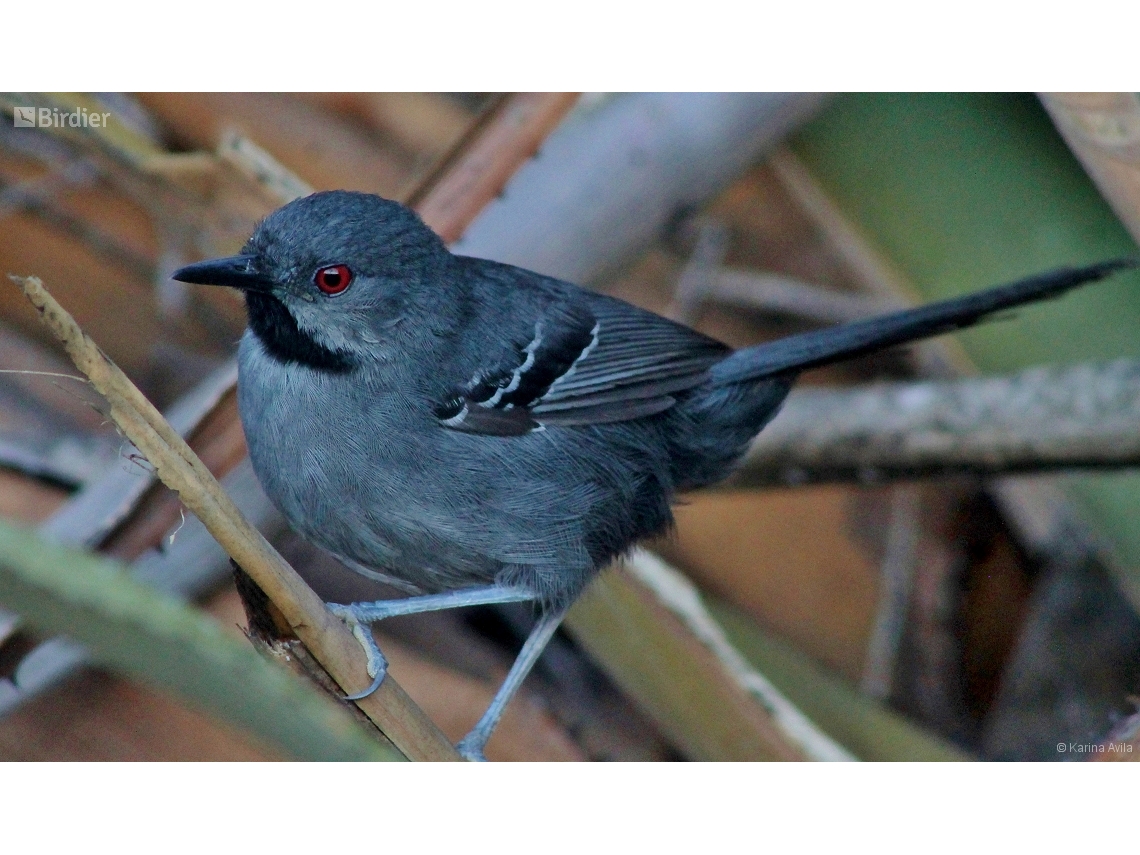 Rhopornis ardesiacus