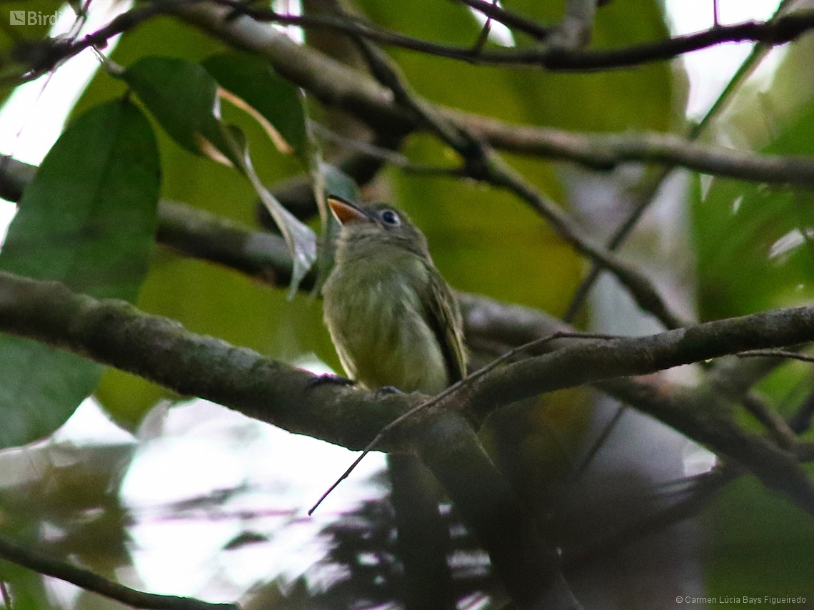 Rhynchocyclus olivaceus