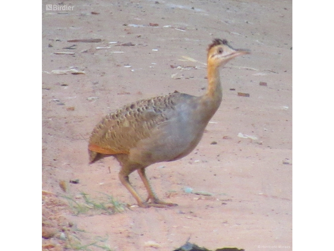 Rhynchotus rufescens