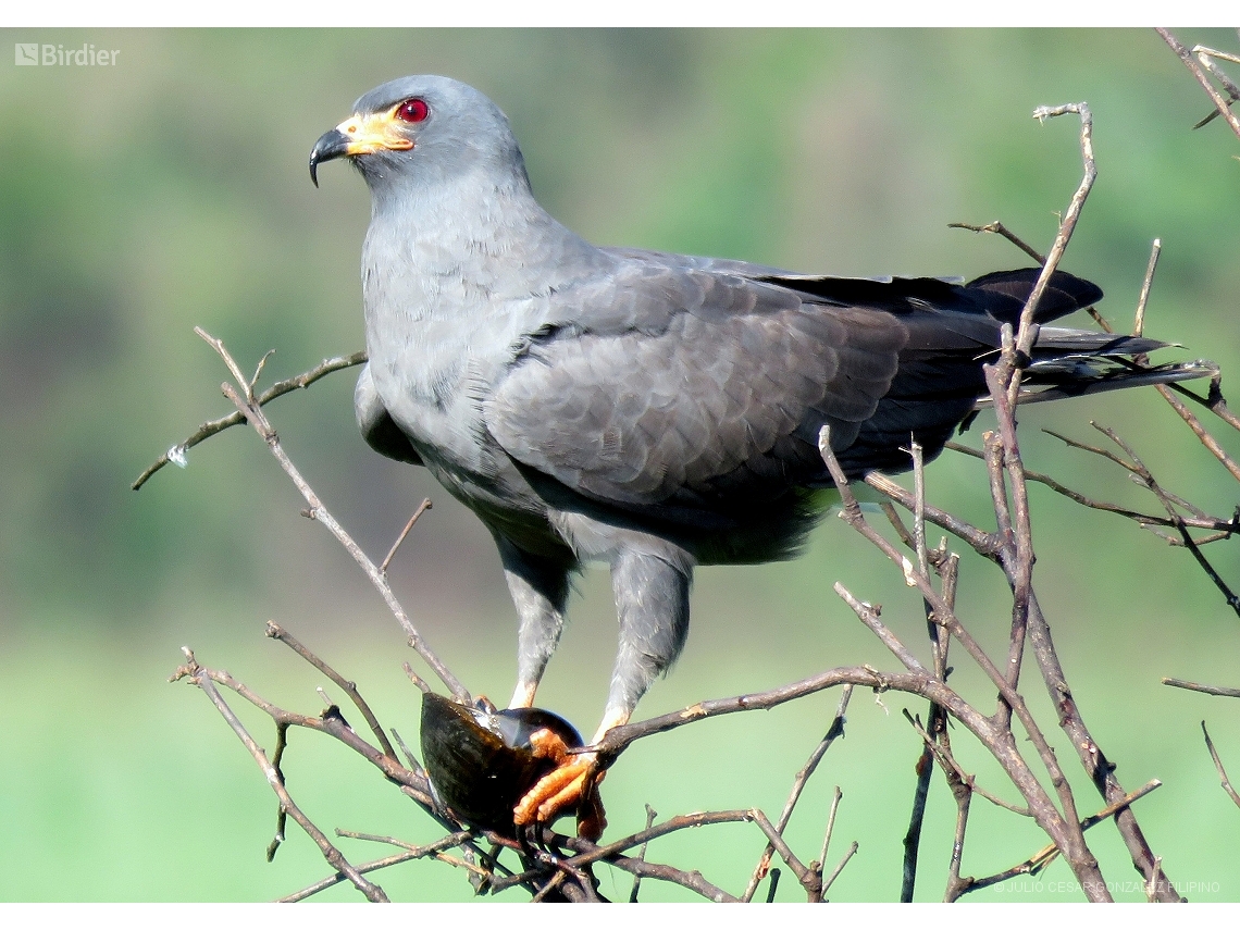 Rostrhamus sociabilis