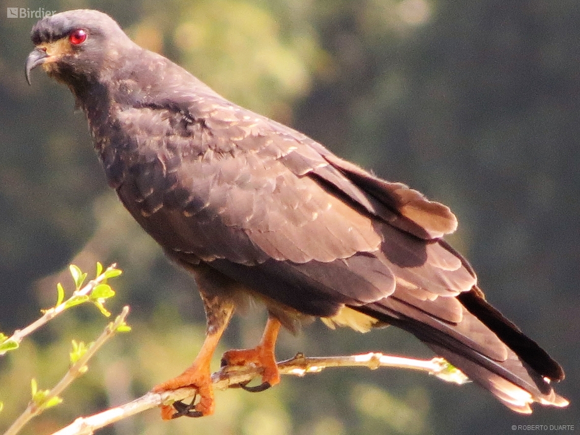 Rostrhamus sociabilis