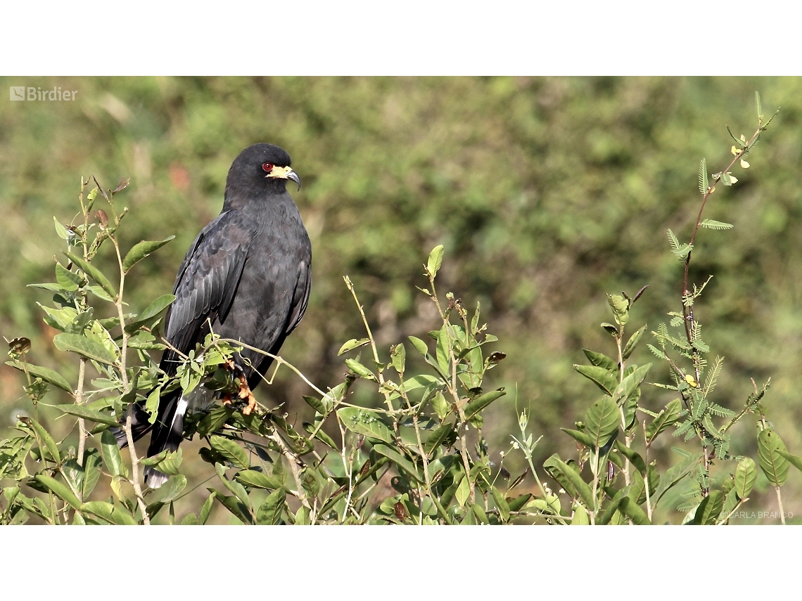 Rostrhamus sociabilis