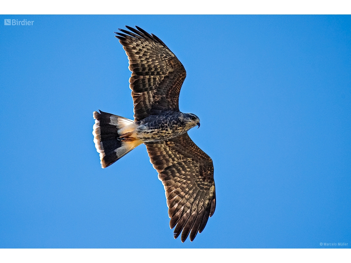 Rostrhamus sociabilis