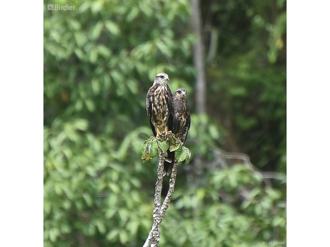 Rostrhamus sociabilis