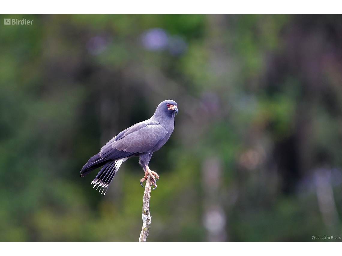 Rostrhamus sociabilis