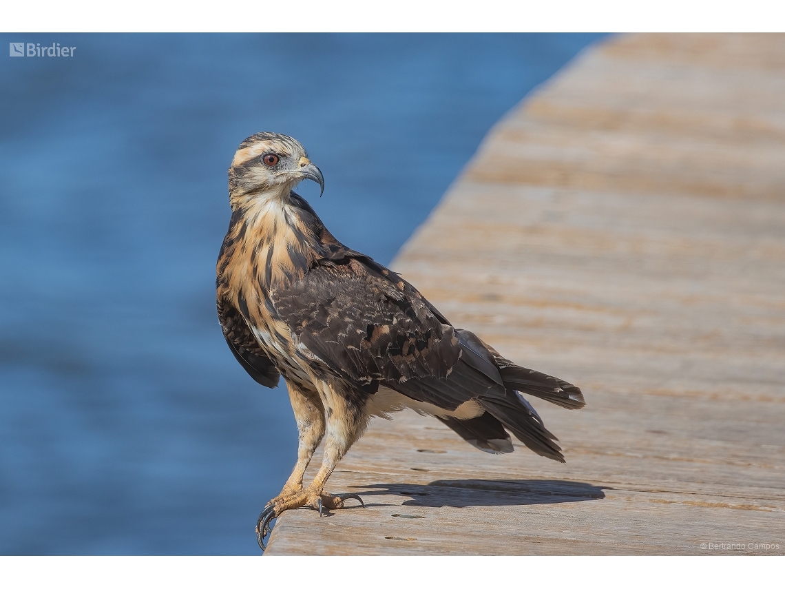 Rostrhamus sociabilis