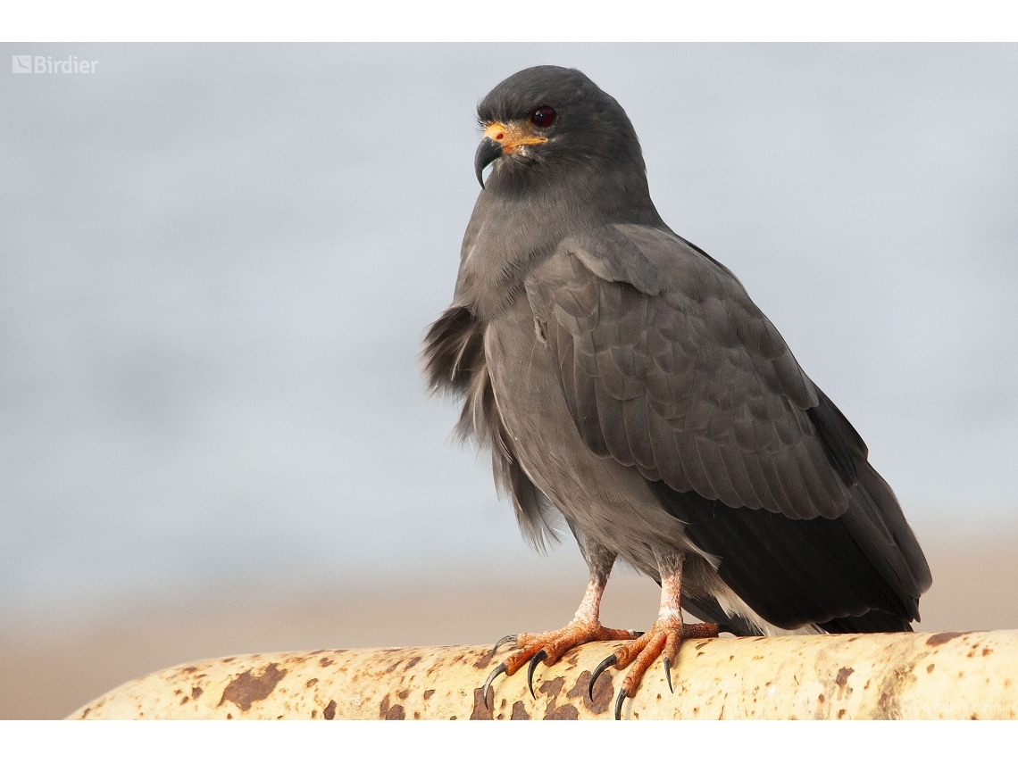 Rostrhamus sociabilis