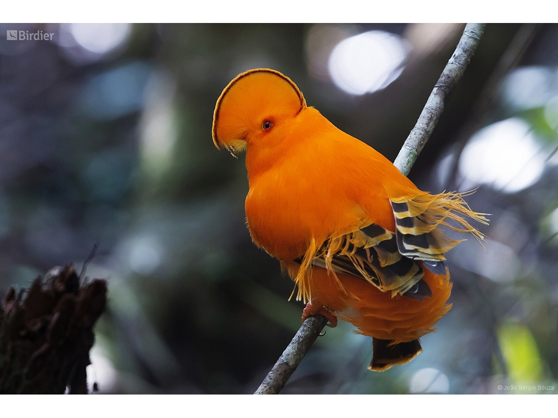 Rupicola rupicola