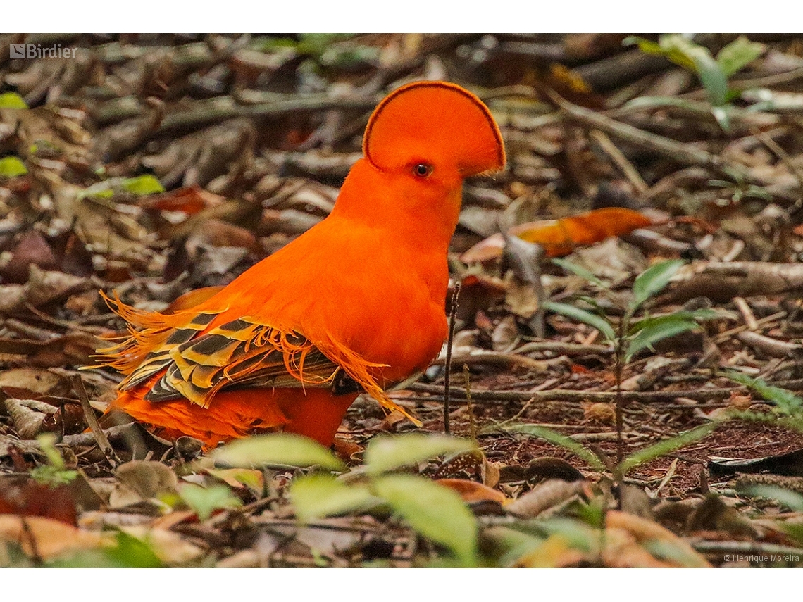 Rupicola rupicola