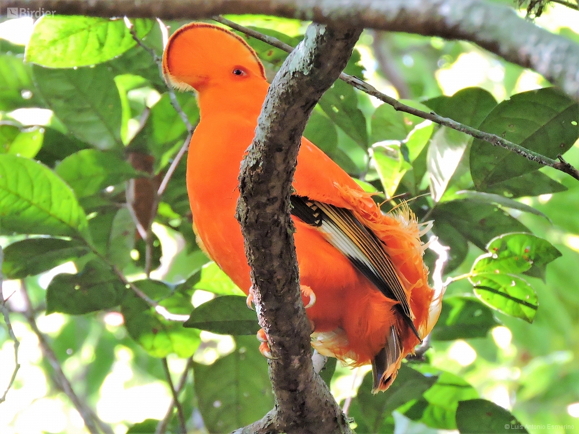 Rupicola rupicola
