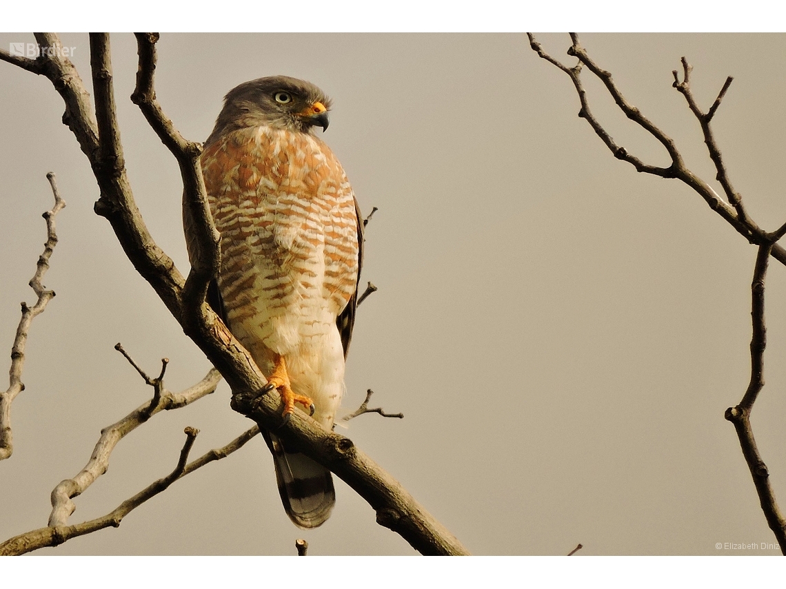 Rupornis magnirostris
