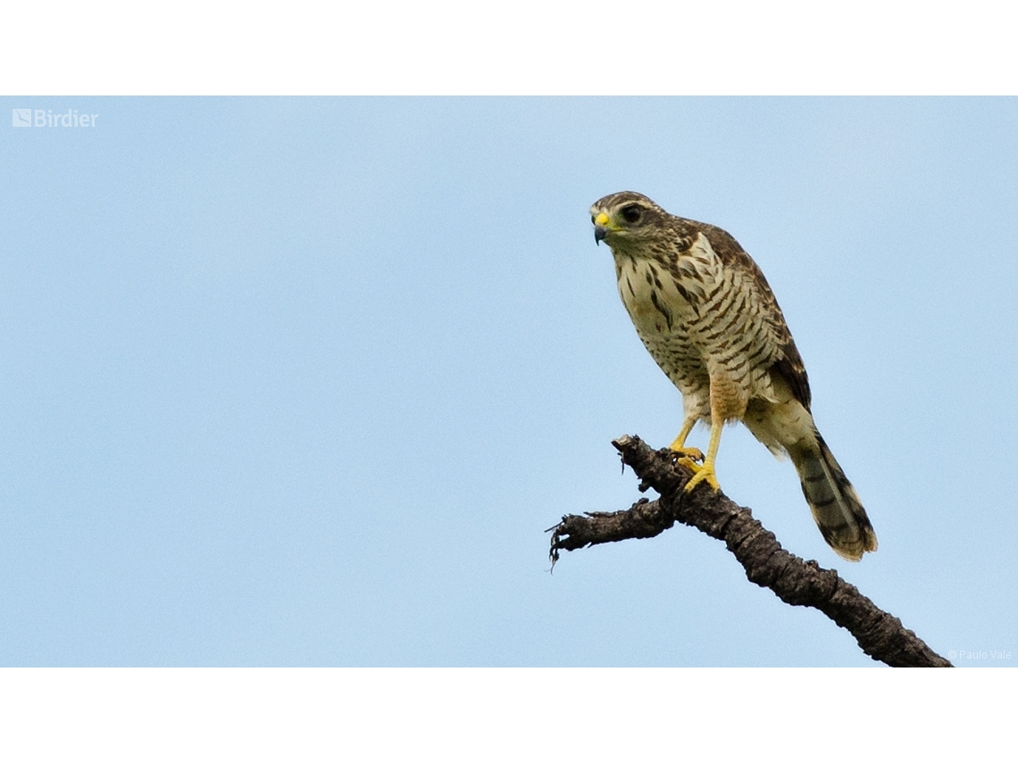 Rupornis magnirostris