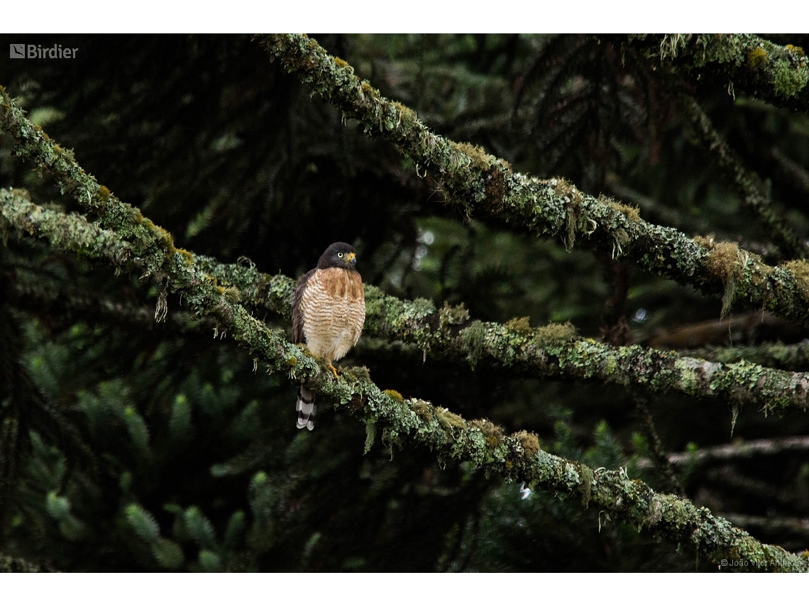 Rupornis magnirostris