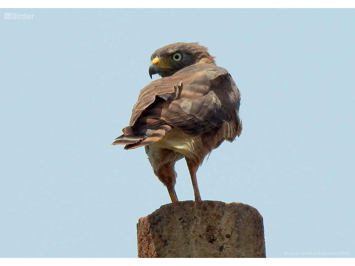 Rupornis magnirostris