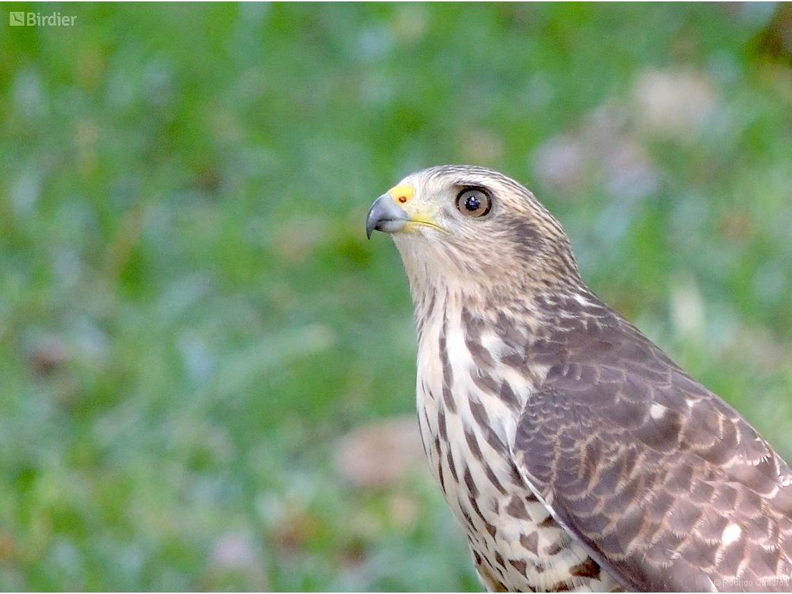 Rupornis magnirostris