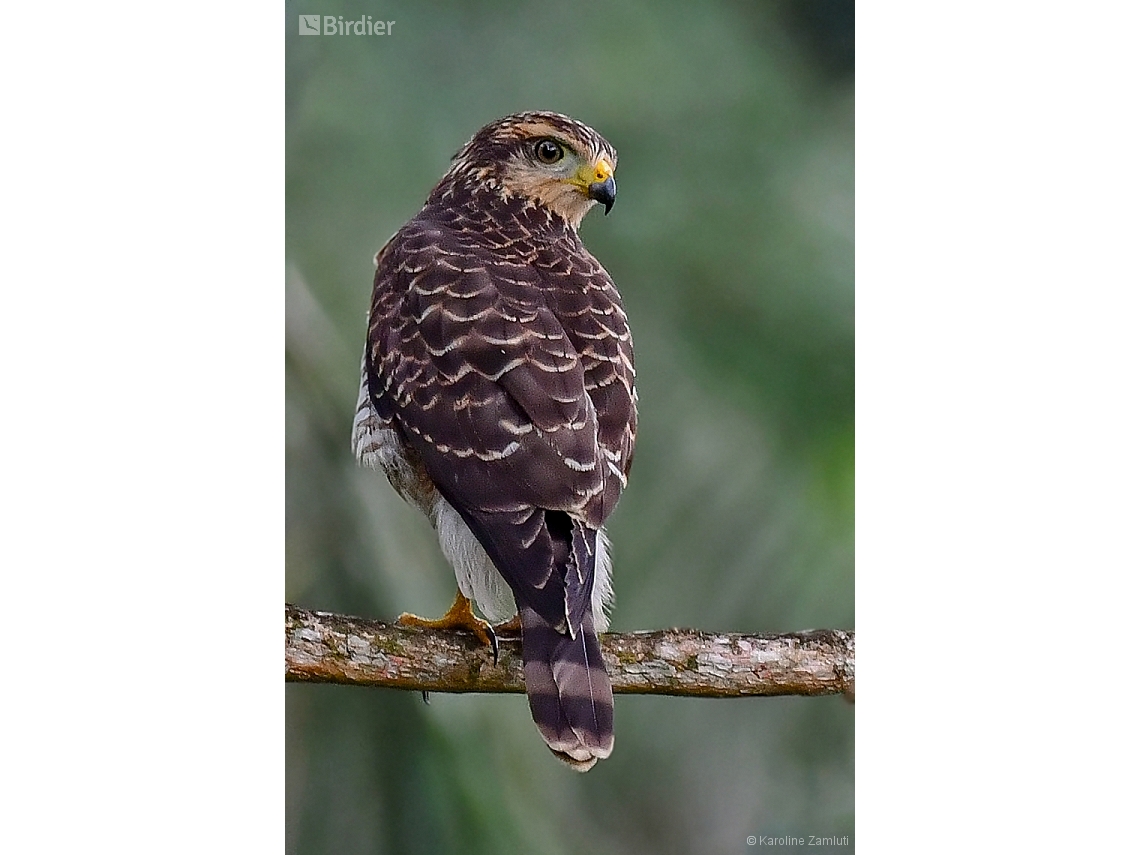 Rupornis magnirostris