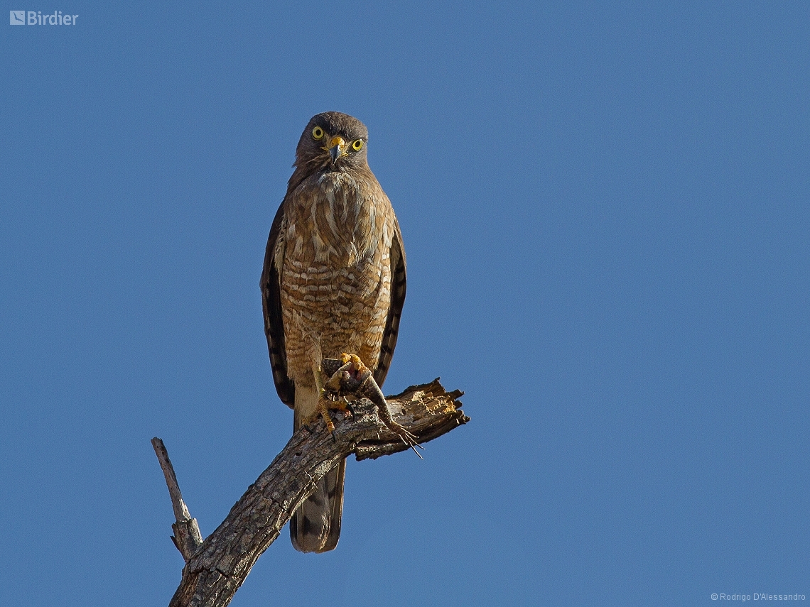 Rupornis magnirostris