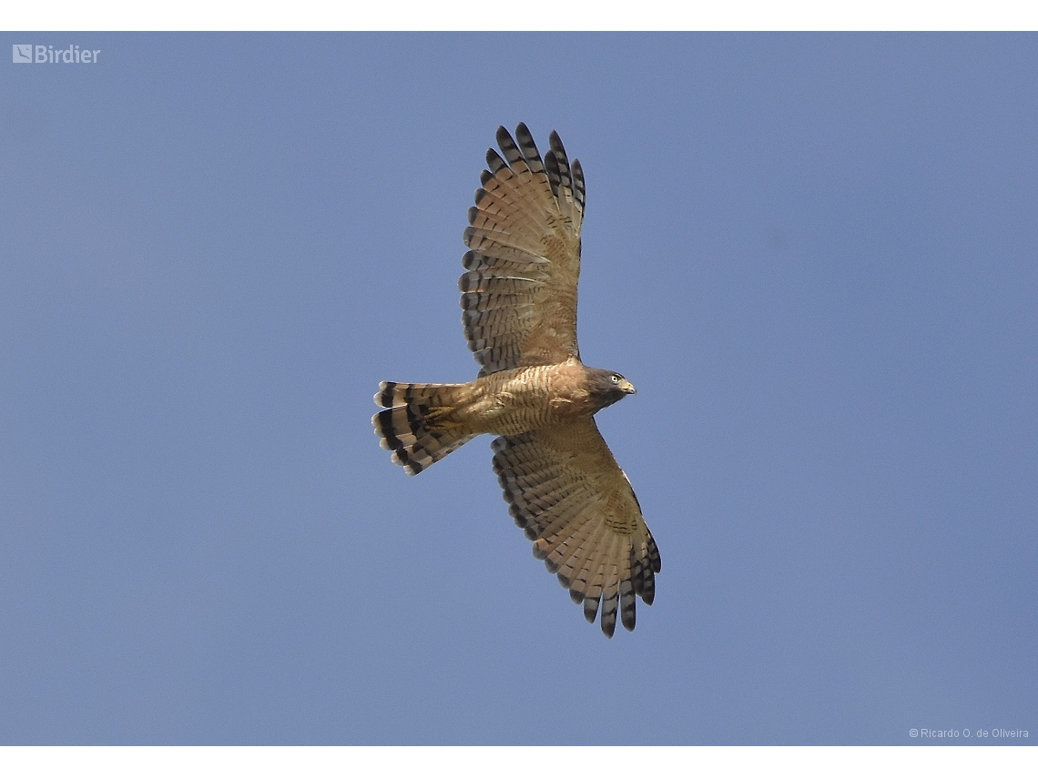 Rupornis magnirostris