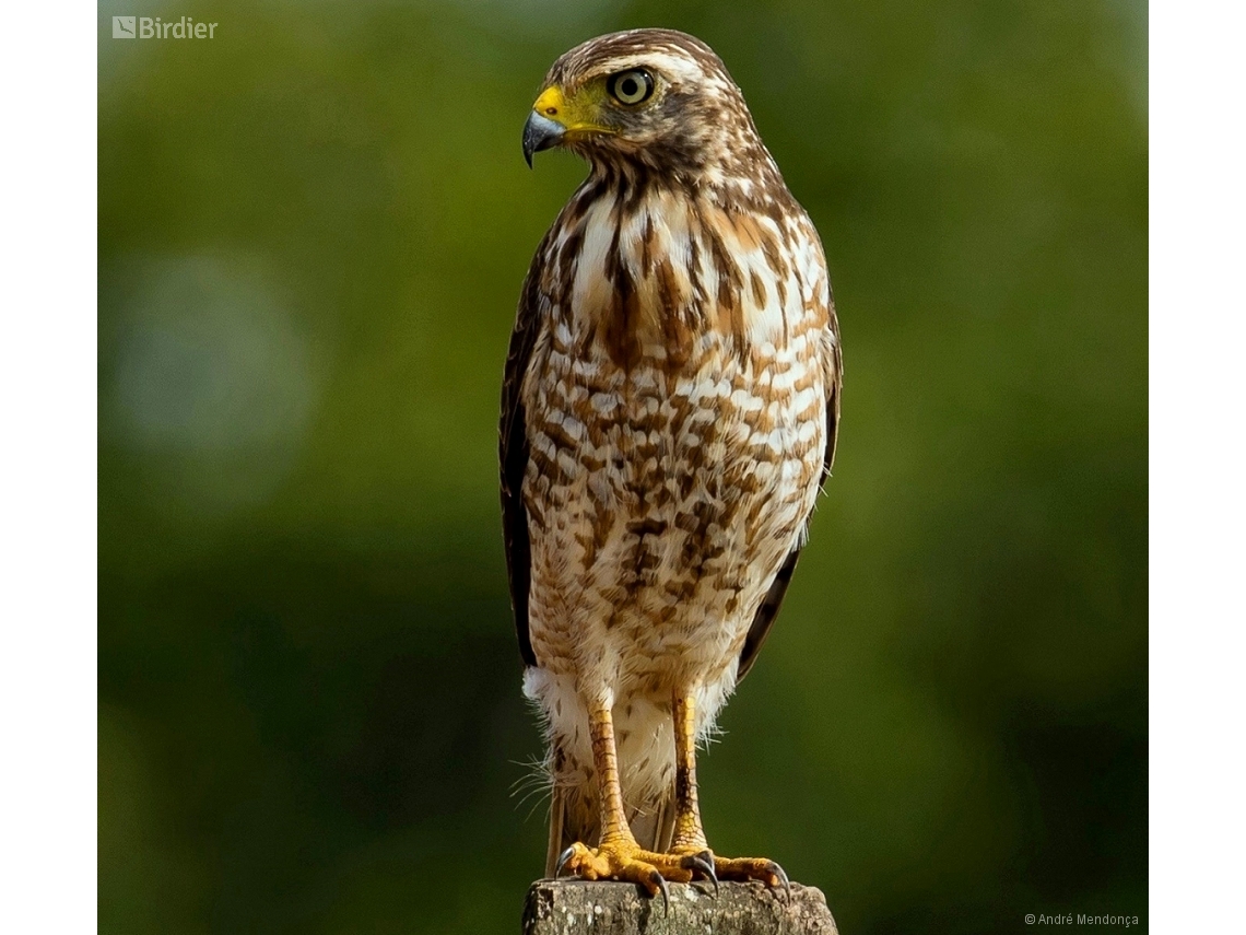 Rupornis magnirostris