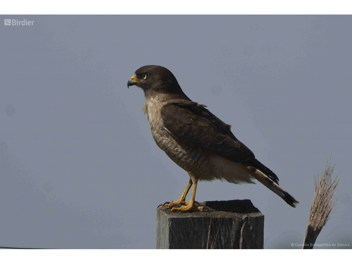 Rupornis magnirostris