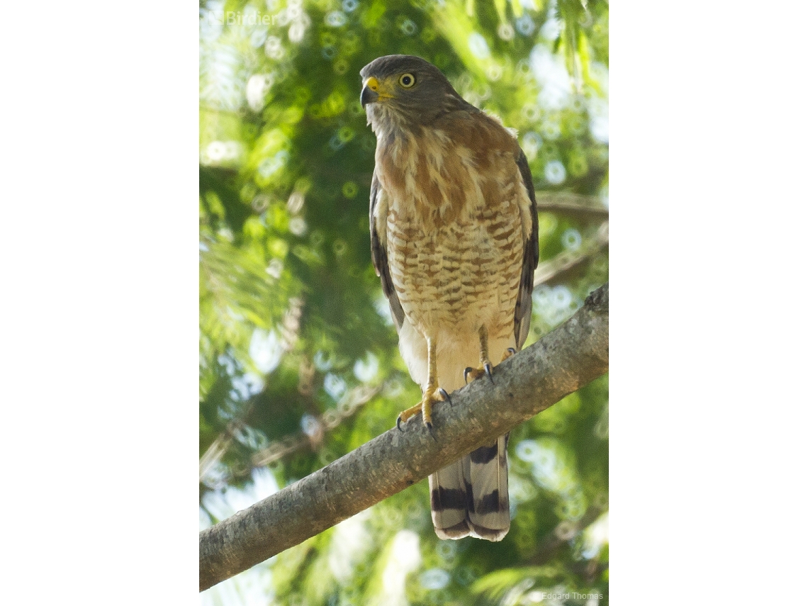 Rupornis magnirostris
