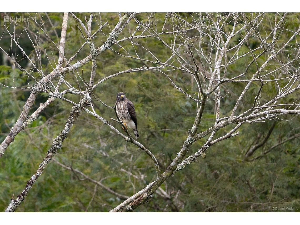 Rupornis magnirostris