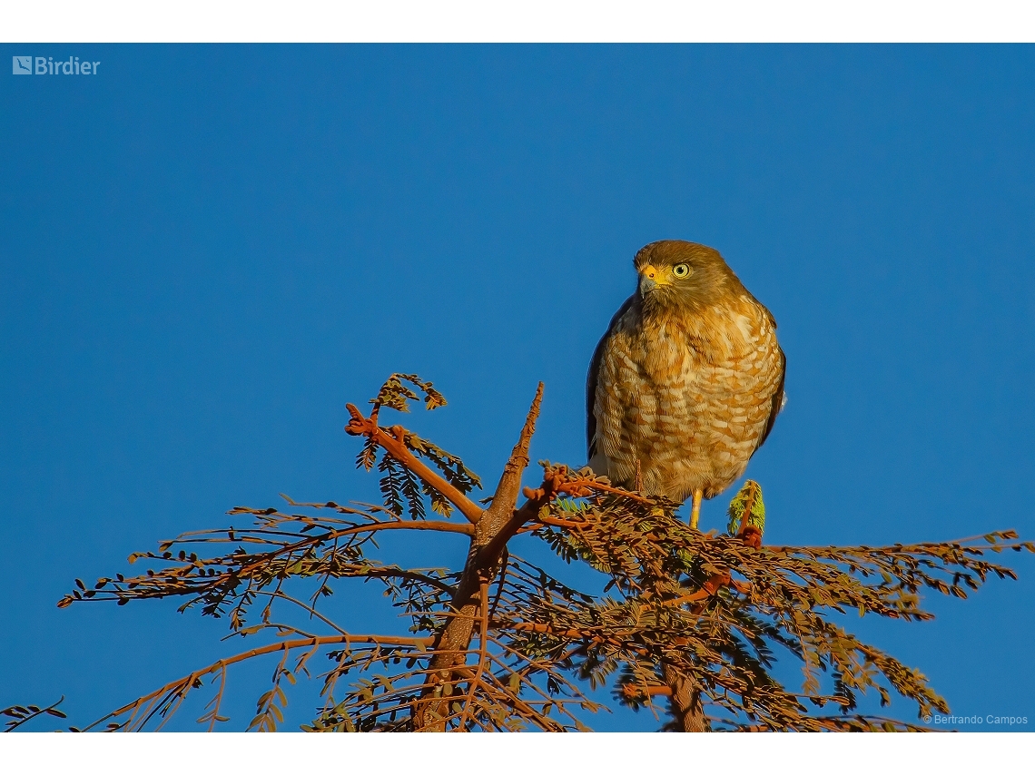 Rupornis magnirostris