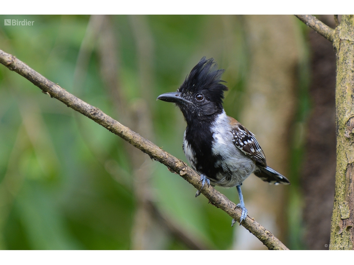 Sakesphorus canadensis