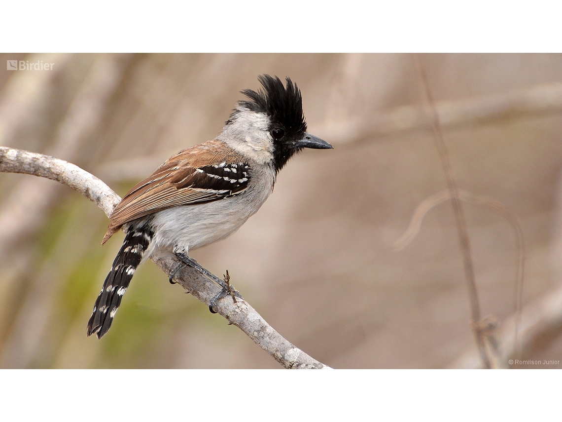 Sakesphoroides cristatus