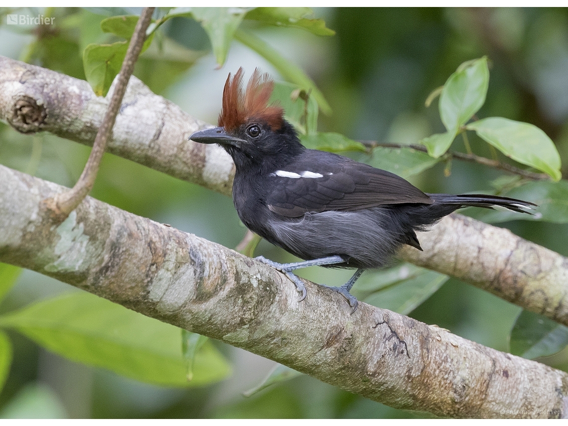 Sakesphorus luctuosus