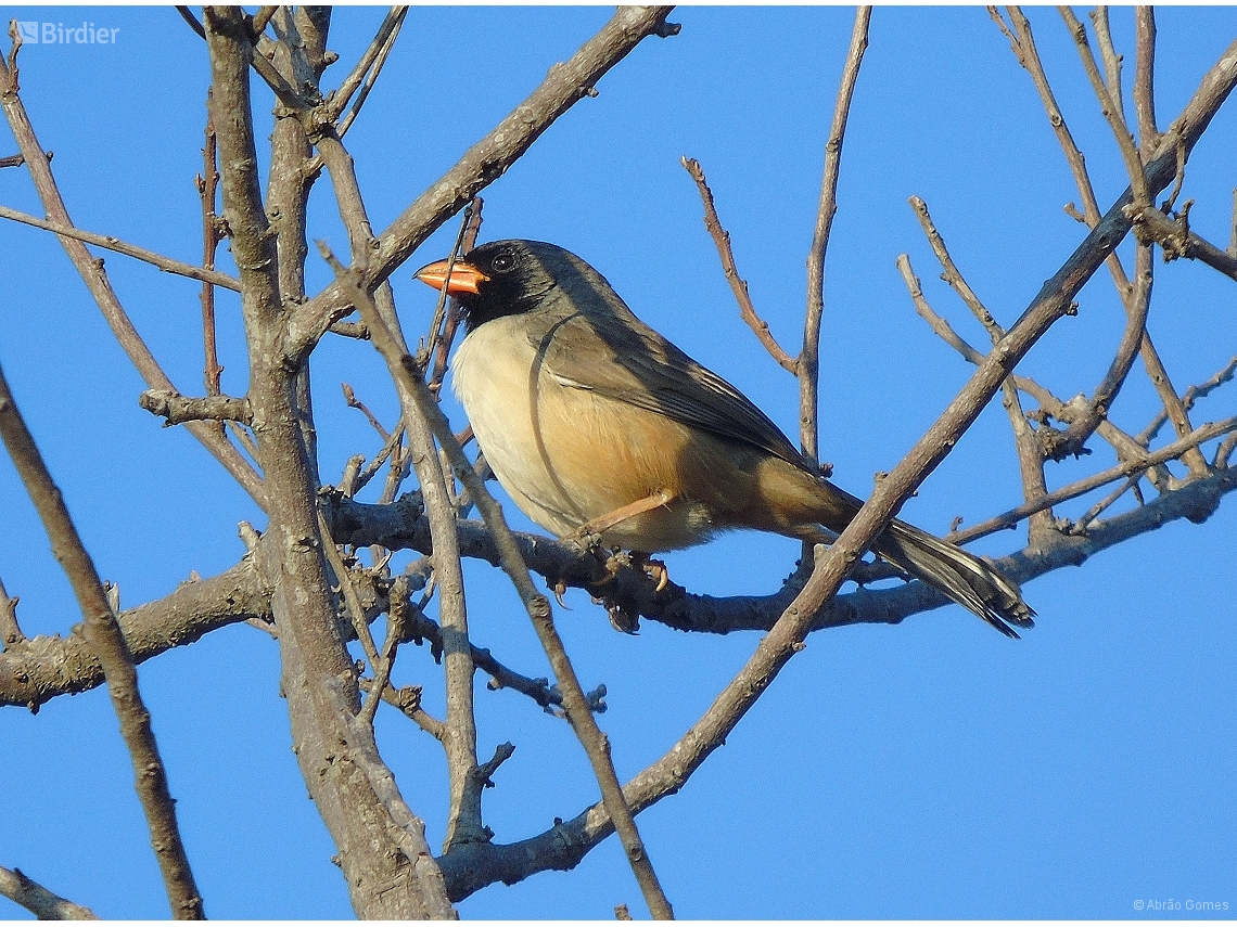 Saltatricula atricollis