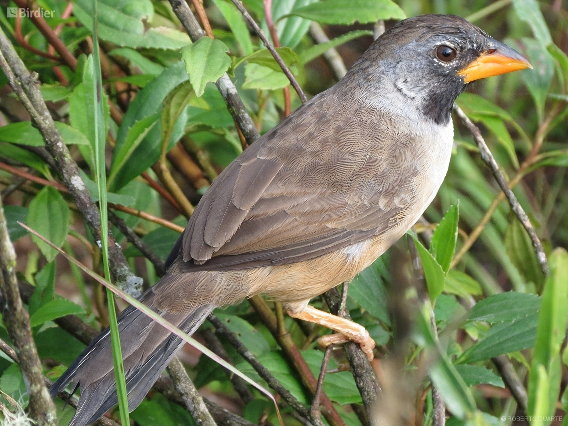 Saltatricula atricollis