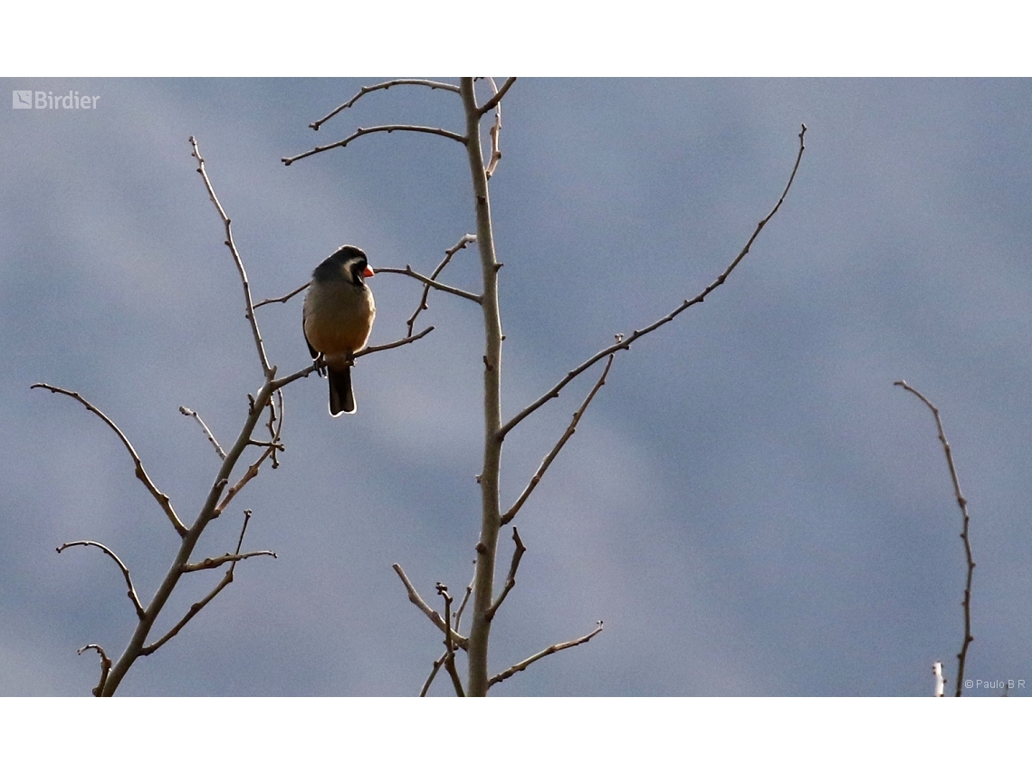 Saltator aurantiirostris