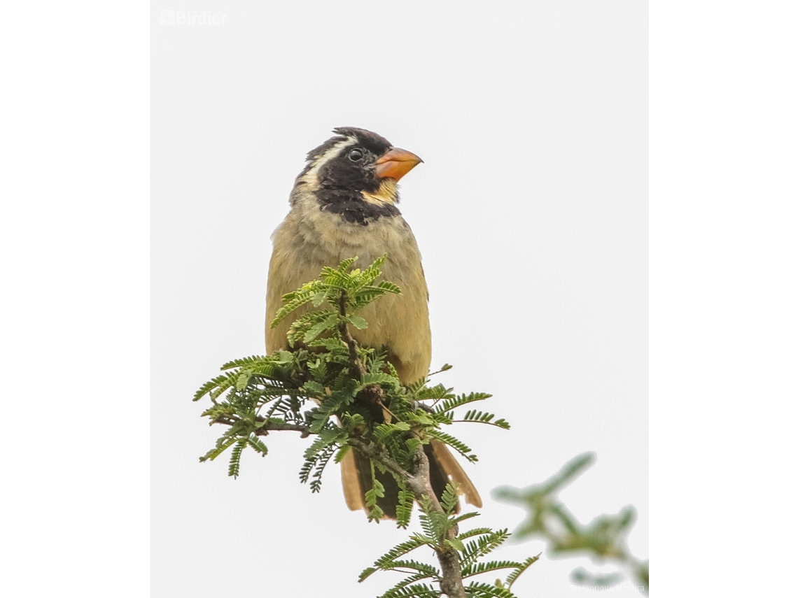 Saltator aurantiirostris