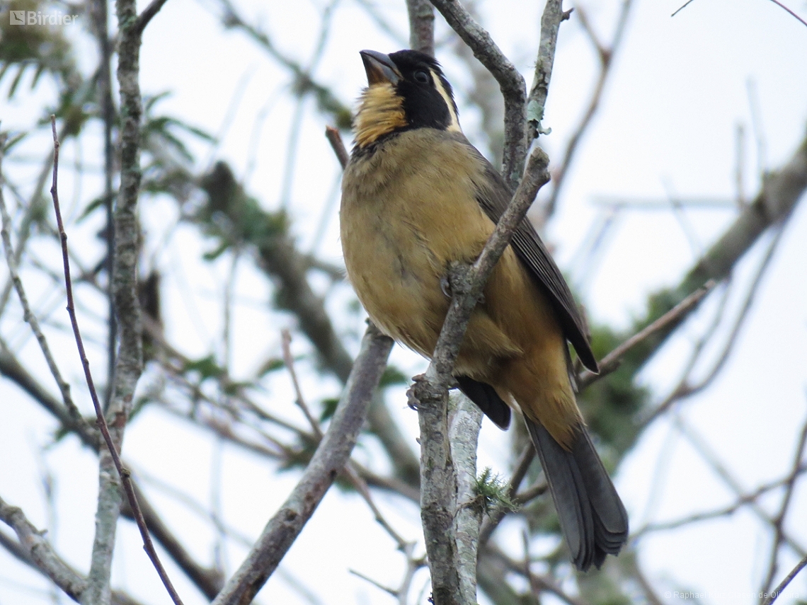 Saltator aurantiirostris